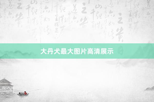 大丹犬最大图片高清展示